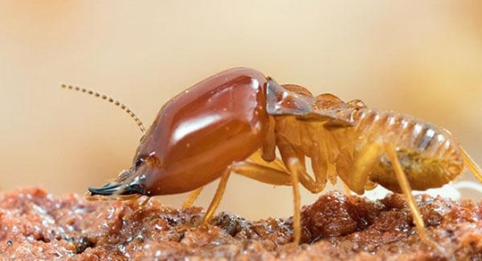 termite chewing on wood