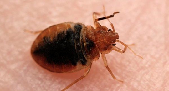 a bed bug biting on human skin