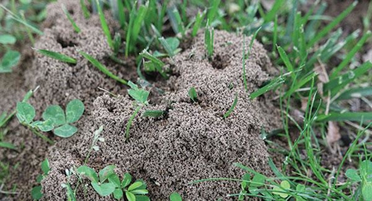 ants crawling in a yar