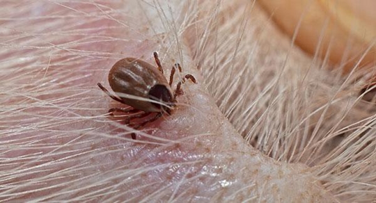 tick in dog ear