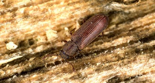 a long dark brown Poderpost Beetle