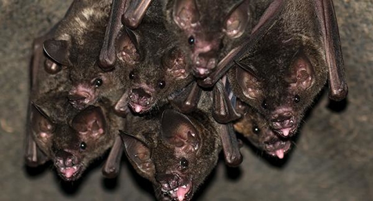 bats