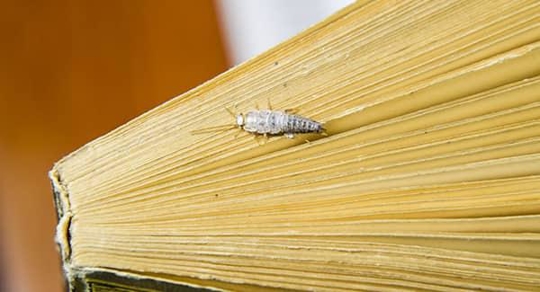 a log and leggy silverfish crawling along the pages of a closed book