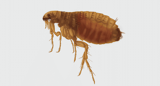 flea close up