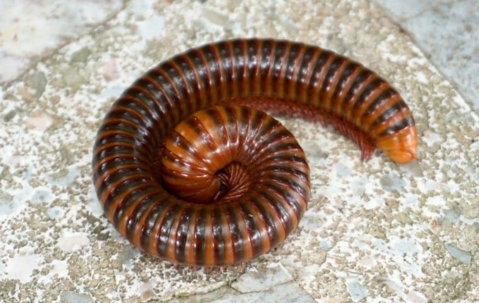 millipede on patio