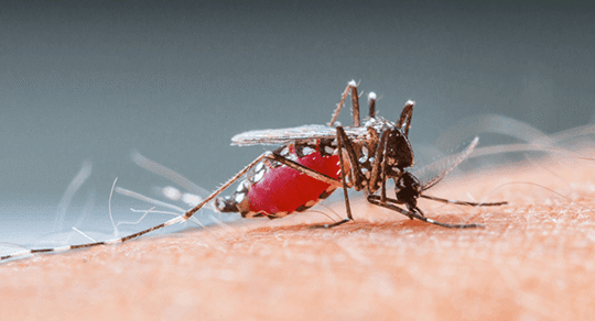 mosquito biting massachusetts resident