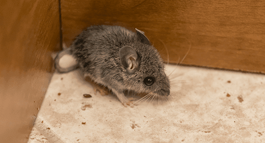 mouse found in home