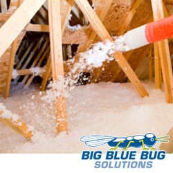 Big Blue Bug Solutions