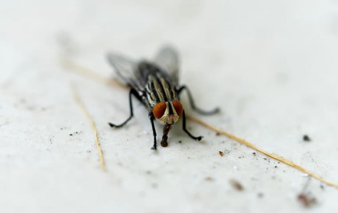 fly on dirty floor