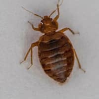 bed bug close up