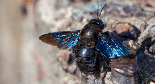 carpenter bee up close