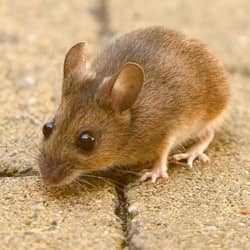 mouse looking for shelter during the fall