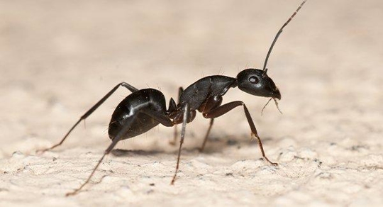 A carpenter ant on a kitchen floor