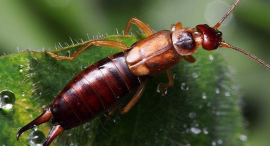Earwig