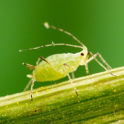 Aphid