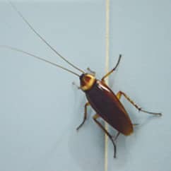 Cockroaches (American)