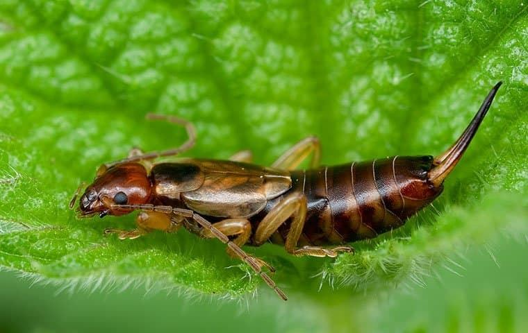 Getting Rid Of Earwigs Doesn't Have To Be Hard In Framingham