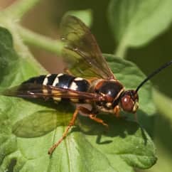 Cicada Killer Wasps