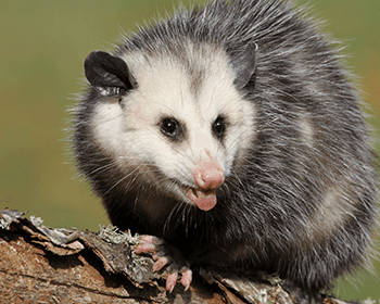 Opossums