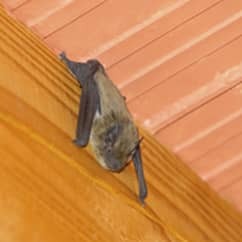 bat on the wall