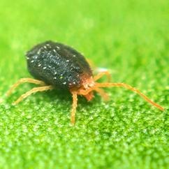 crawling clover mite