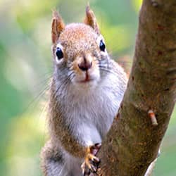 squirrel