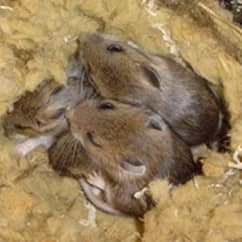 mice