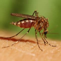 mosquito sucking blood