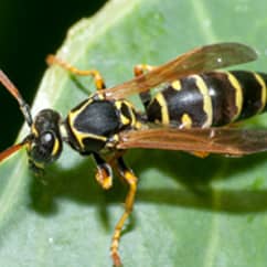 a wasp on a leaf