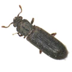 powderpost beetle