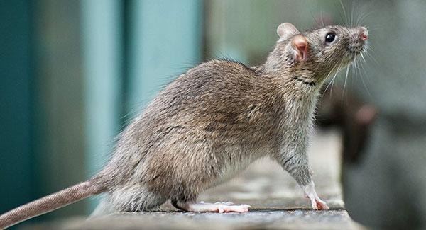 rat on a window ledge