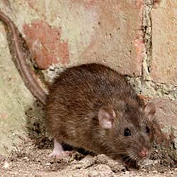 rat