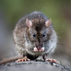 rat close up