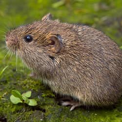 small brown vole in a ct backyard