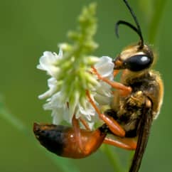 Digger Wasps