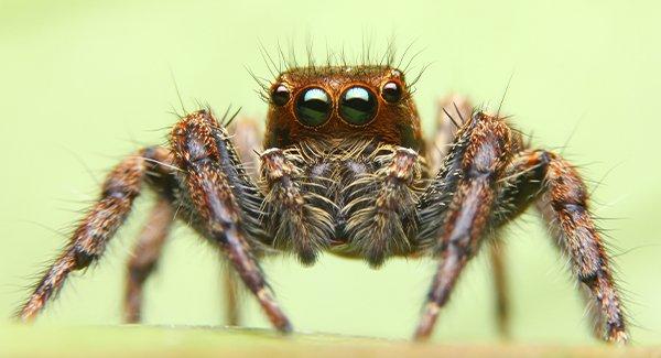 Milford's Step-By-Step Guide To Effective Spider Prevention