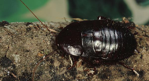 Rochak Insect How To Easily & Effectively Get Rid Of Oriental Roaches In Worcester