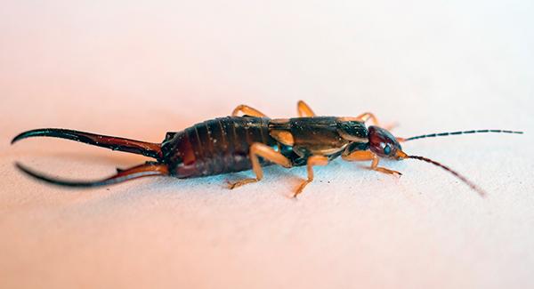 Worcester's Guide To Earwigs