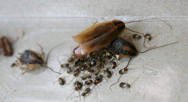Kitchen Cockroach Eggs: Unmasking the Hidden Infestation