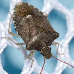 Ri State Insect Stink Bugs in Rhode Island!