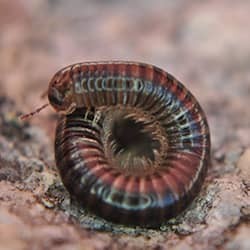 Are Millipedes Dangerous?