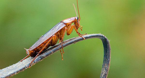 Everything You Should Know About Cockroach Problems In Milford