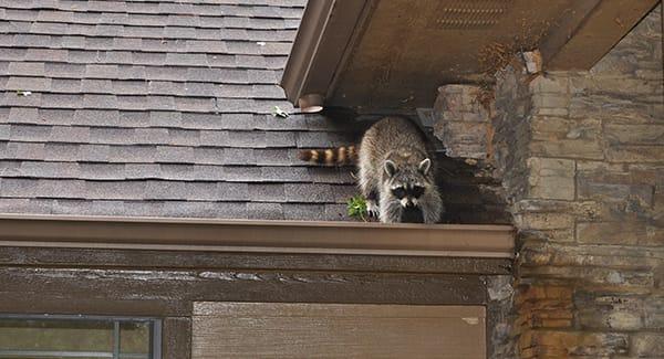 Rowdy Racoons Ridding Your New England Property Of Rowdy Raccoons
