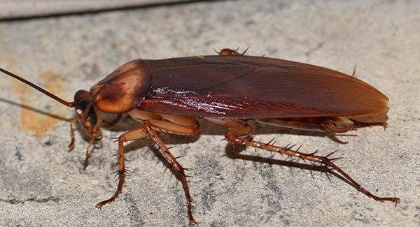 Connecticut’s Complete Guide To American Cockroach Control