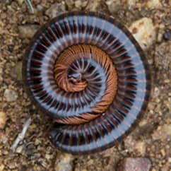 Millipedes