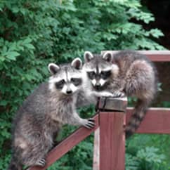 Raccoons