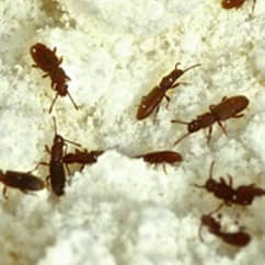 Saw Toothed Grain Beetles