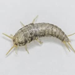 Silverfish