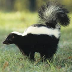 Skunks