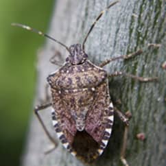 Stink Bugs